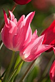 TULIPA PRAESTANS UNICUM