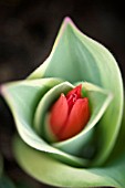 TULIPA PRAESTANS UNICUM