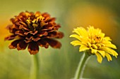 ZINNIA ELEGANS