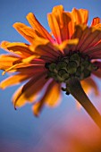 ZINNIA ELEGANS