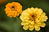 ZINNIA ELEGANS