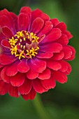 ZINNIA ELEGANS