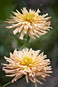 ZINNIA CACTUS FLOWERED MIX