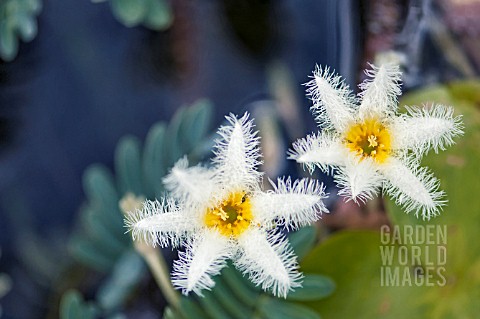 NYMPHOIDES_INDICA