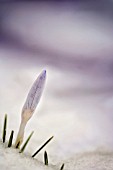 CROCUS EMERGING FROM SNOW