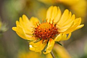 GAILLARDIA PULCHELLA