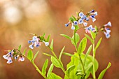 MERTENSIA VIRGINICA