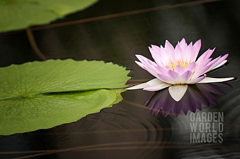 NYMPHAEA