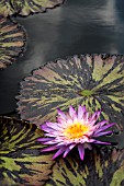 NYMPHAEA FOXFIRE