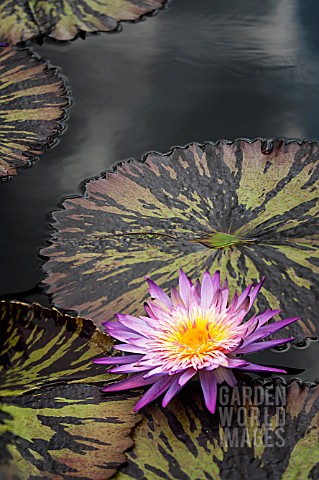 NYMPHAEA_FOXFIRE