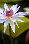 NYMPHAEA LONE STAR