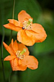 PAPAVER RUPIFRAGUM TANGERINE PARFAIT