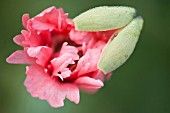 PAPAVER SOMNIFERUM