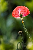 PAPAVER RHOEAS