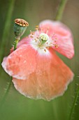 PAPAVER RHOEAS