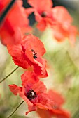 PAPAVER RHOEAS