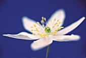 ANEMONE NEMOROSA, ANEMONE - WOOD ANEMONE