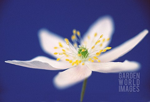 ANEMONE_NEMOROSA_ANEMONE__WOOD_ANEMONE