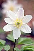 ANEMONE NEMOROSA, ANEMONE - WOOD ANEMONE