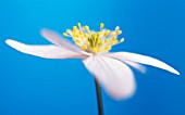 ANEMONE NEMOROSA, ANEMONE - WOOD ANEMONE