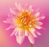 CHRYSANTHEMUM, CHRYSANTHEMUM