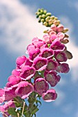 DIGITALIS, FOXGLOVE