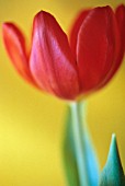 TULIPA, TULIP