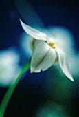 IPHEION UNIFLORUM, IPHEION