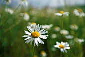 BELLIS PERENNIS, DAISY - LAWN DAISY