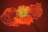 PAPAVER, POPPY