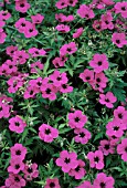 GERANIUM PSILOSTEMON, GERANIUM, ARMENIUM CRANESBILL