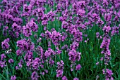 LAVANDULA AUGUSTIFOLIA, LAVENDER