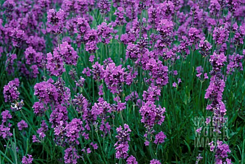 LAVANDULA_AUGUSTIFOLIA_LAVENDER