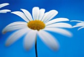 LEUCANTHEMUM VULGARE, DAISY - OX-EYE DAISY