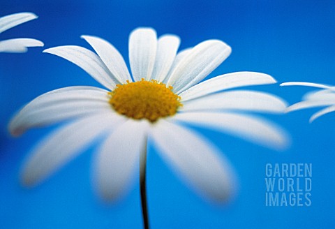 LEUCANTHEMUM_VULGARE_DAISY__OXEYE_DAISY