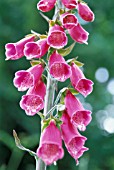 DIGITALIS PURPUREA, FOXGLOVE