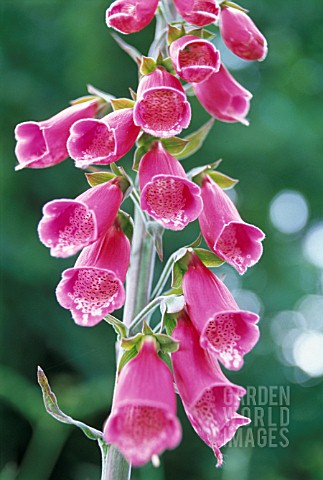 DIGITALIS_PURPUREA_FOXGLOVE