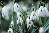 GALANTHUS NIVALIS, SNOWDROP