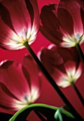 TULIPA, TULIP