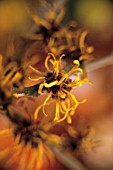 HAMAMELIS INTERMEDIA, WITCH HAZEL