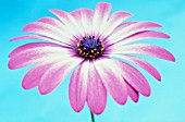 OSTEOSPERMUM, OSTEOSPERMUM