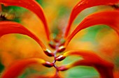 CROCOSMIA, CROCOSMIA