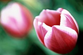 TULIPA, TULIP