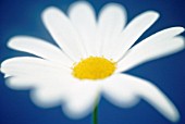 LEUCANTHEMUM VULGARE, DAISY - OX-EYE DAISY