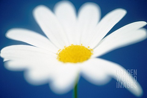 LEUCANTHEMUM_VULGARE_DAISY__OXEYE_DAISY