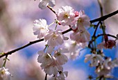 PRUNUS AMANOGAWA, CHERRY