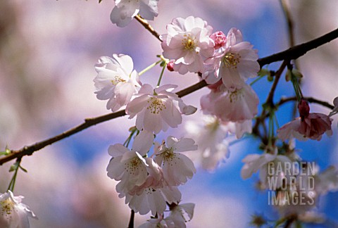 PRUNUS_AMANOGAWA_CHERRY