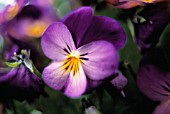 VIOLA TRICOLOR, HEARTSEASE