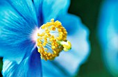 MECONOPSIS GRANDIS, HIMALAYAN BLUE POPPY