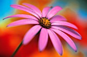 OSTEOSPERMUM, OSTEOSPERMUM